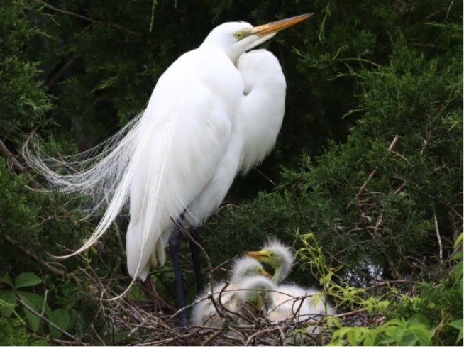 White bird