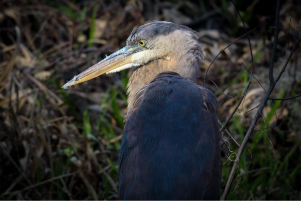 Bird