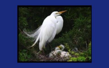 COA Senior Earns 2nd Place in National K12 Art Competition