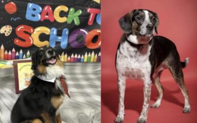 A Career of Dedication and Resilience